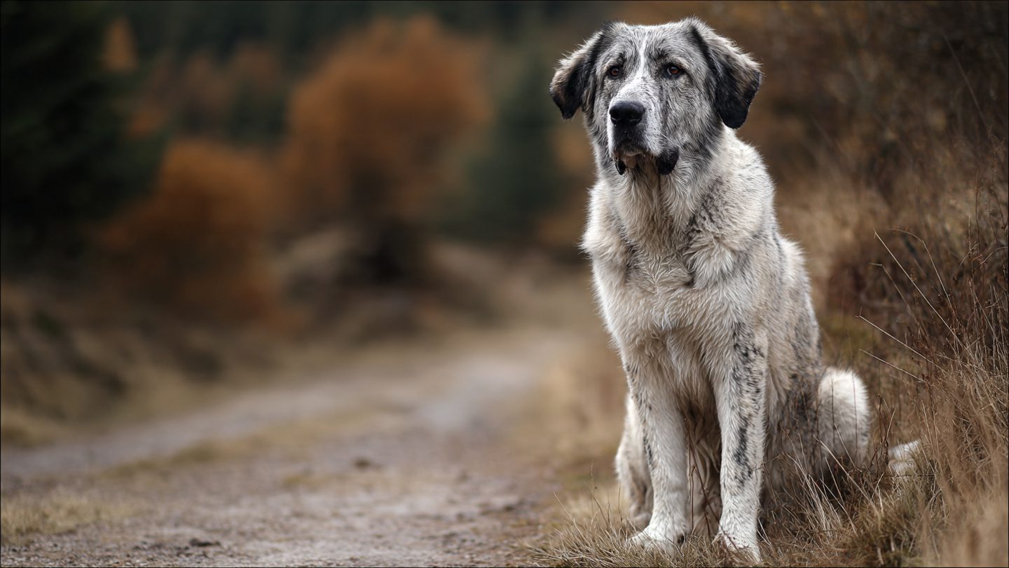 Anatolian Shepherd Dog: The Ultimate Guide for Beginners and Professionals 5