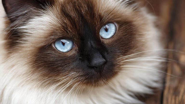 How to Care for the Birman Cat Breed