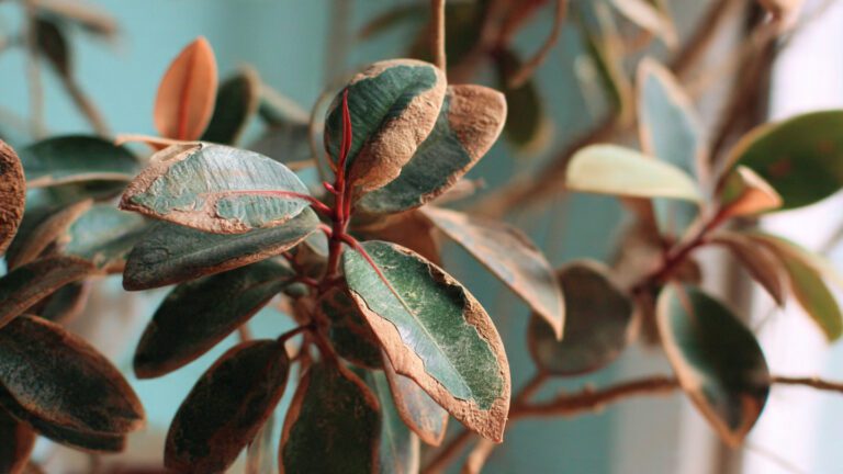 How to fix brown tips on leaves and not harm the plant
