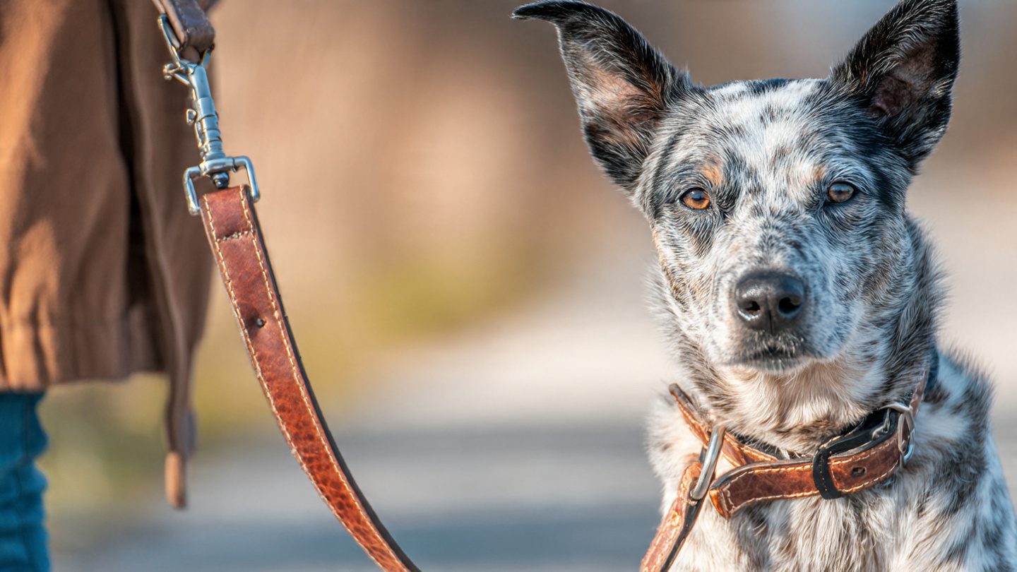 Loose Leash Mastery: How to Stop Your Dog from Pulling on a Leash Fast 3