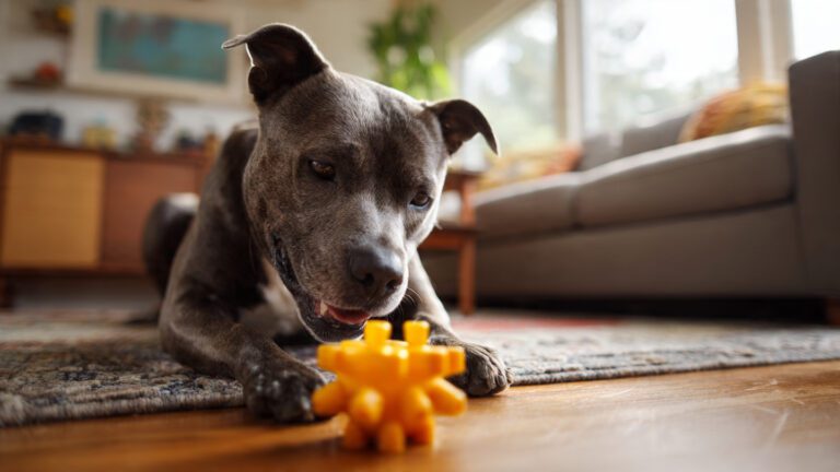 How to manage separation anxiety in a dog