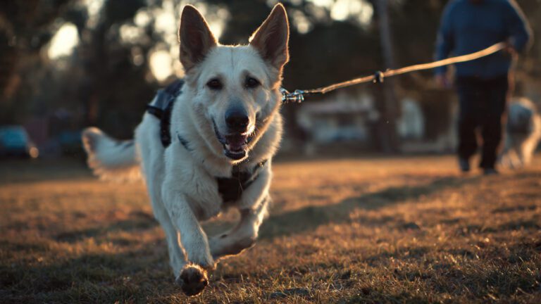 How to stop your dog from pulling on a leash
