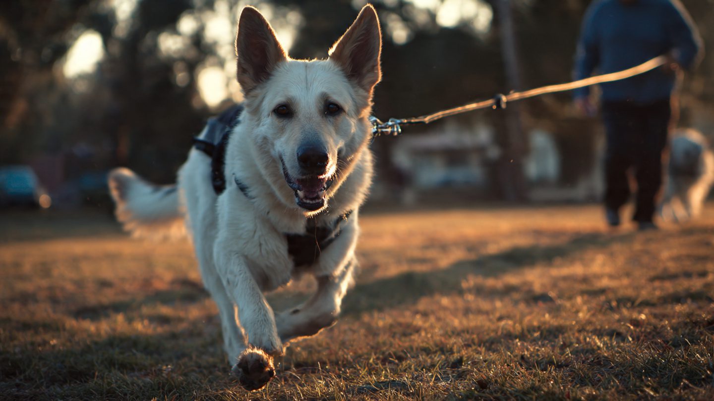 How to stop your dog from pulling on a leash