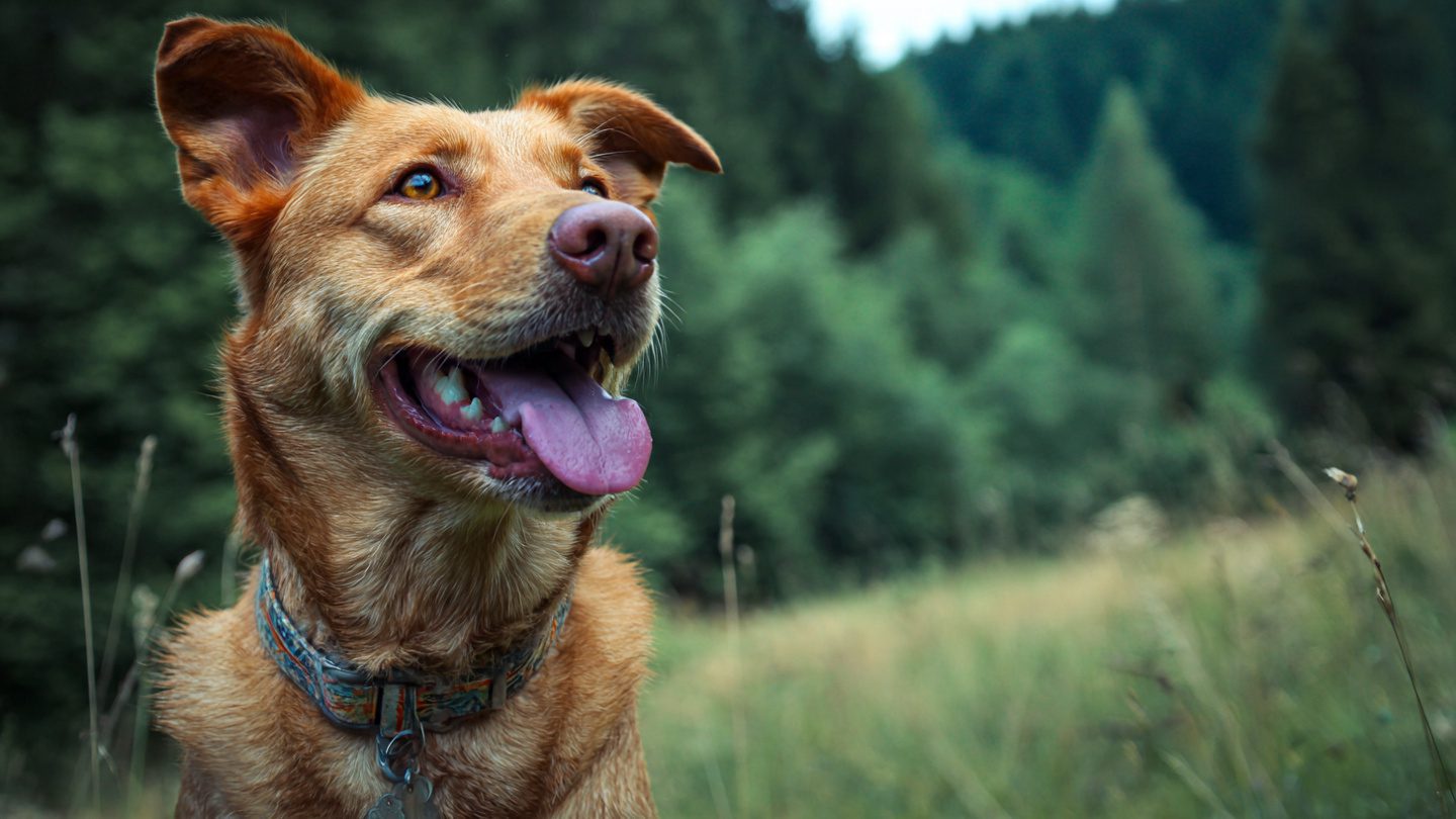 What to Do If Your Dog Has Diarrhea: Complete Expert Guide to Fast, Safe Recovery 5