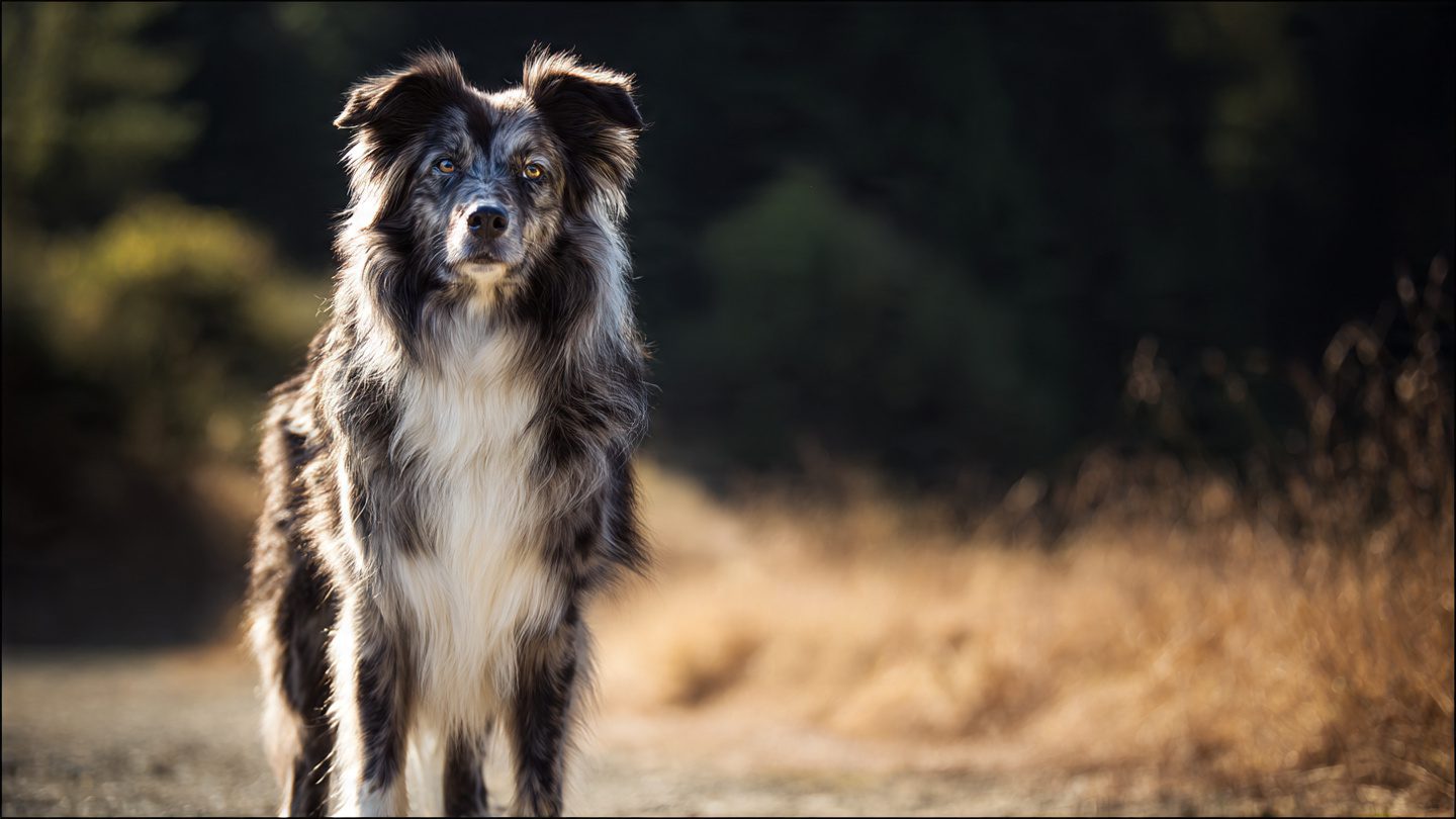 How to Stop Excessive Shedding in Dogs: Complete Expert Guide to Reducing Hair Loss Safely and Permanently 3
