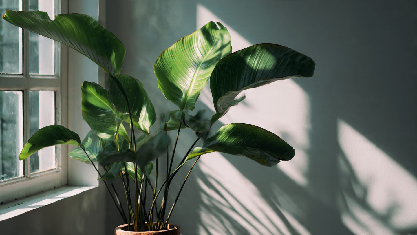 How to Save a Dying Plant Fast: Emergency Rescue Guide for Any Plant 5