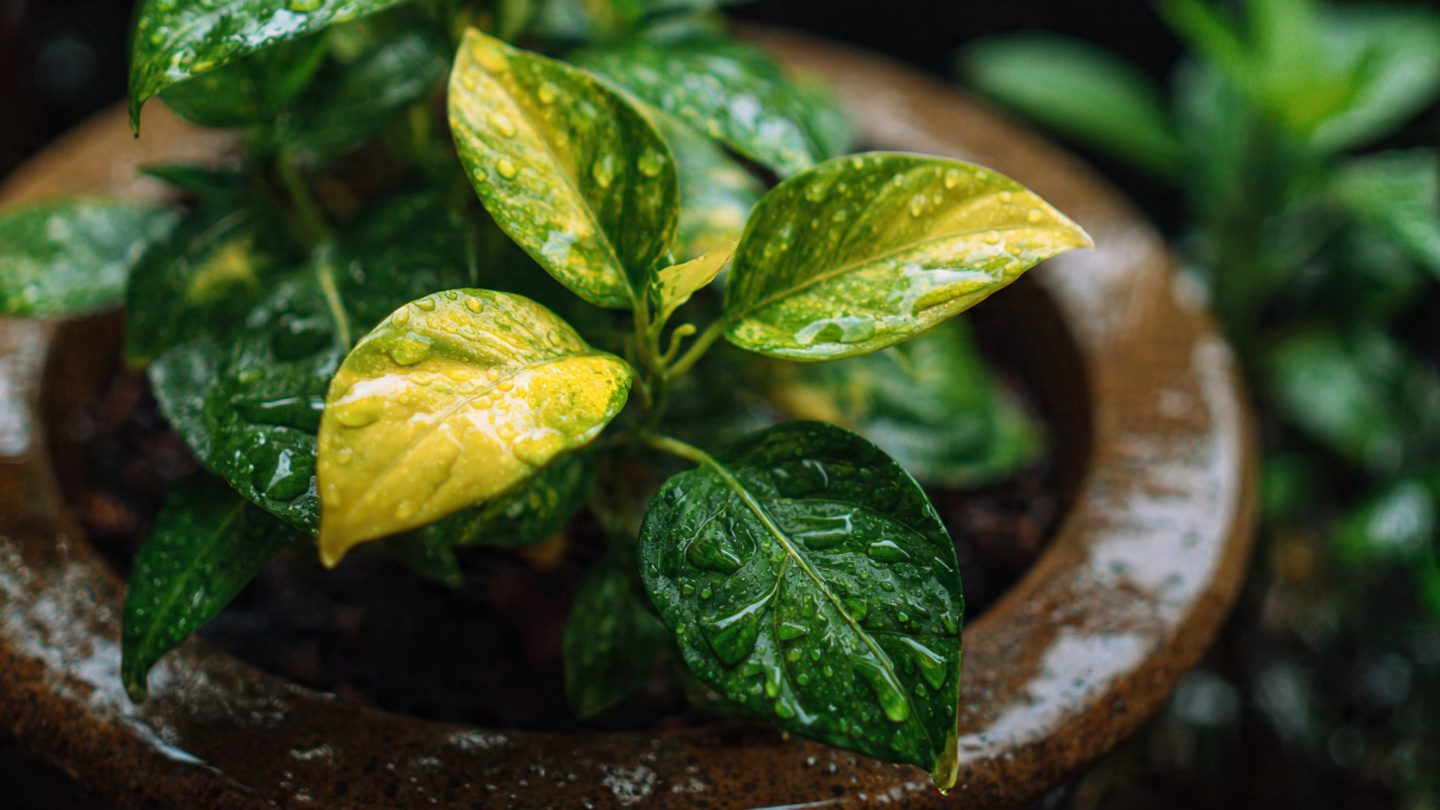 How to Save an Overwatered Plant or Too Much Water in a Pot: Complete Rescue and Recovery Guide 3