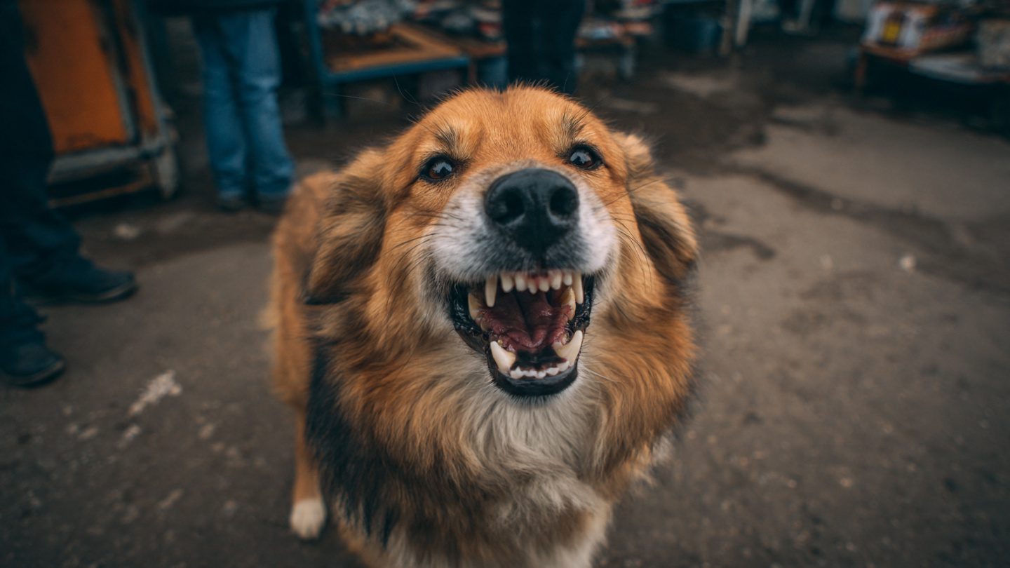 What to Do When Your Dog Growls at a Visitor 1