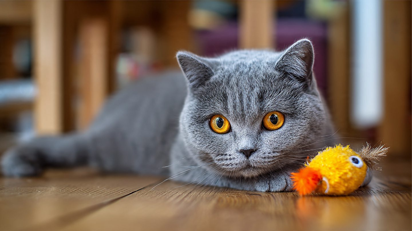 British Shorthair Cat: Origin, Personality and Breed Secrets Explained 1