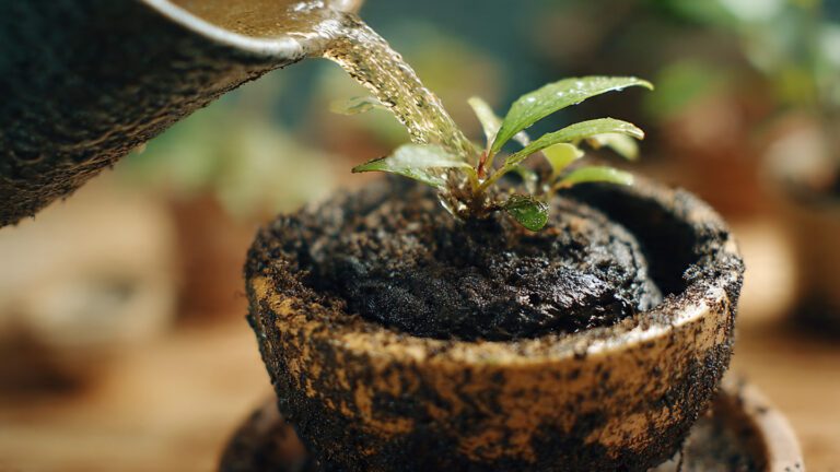 How to save an overwatered plant or too much water in a pot