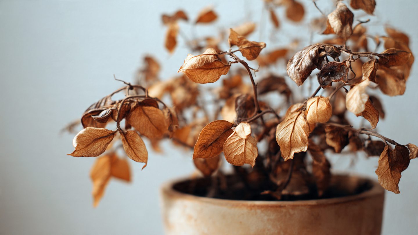How to Revive a Dried Out Plant Step-by-Step 1