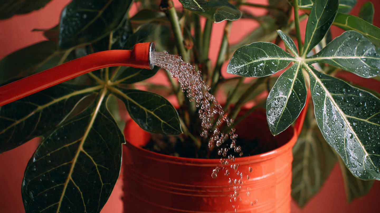How to Save an Underwatered Plant (Complete Step-by-Step Recovery Guide) 3