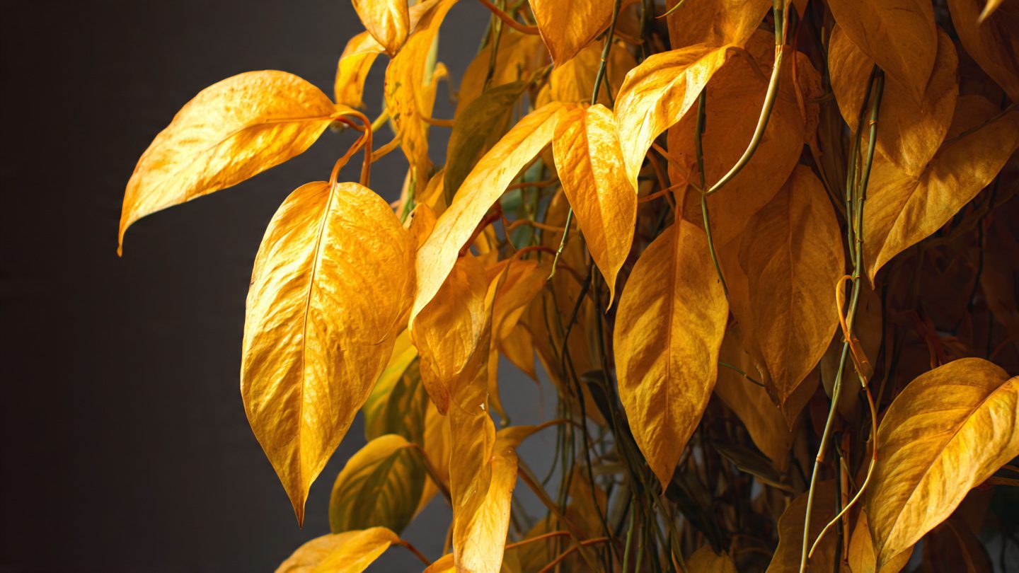 How to Deal With Yellow Leaves on Plants: Complete Step-by-Step Recovery Guide 1