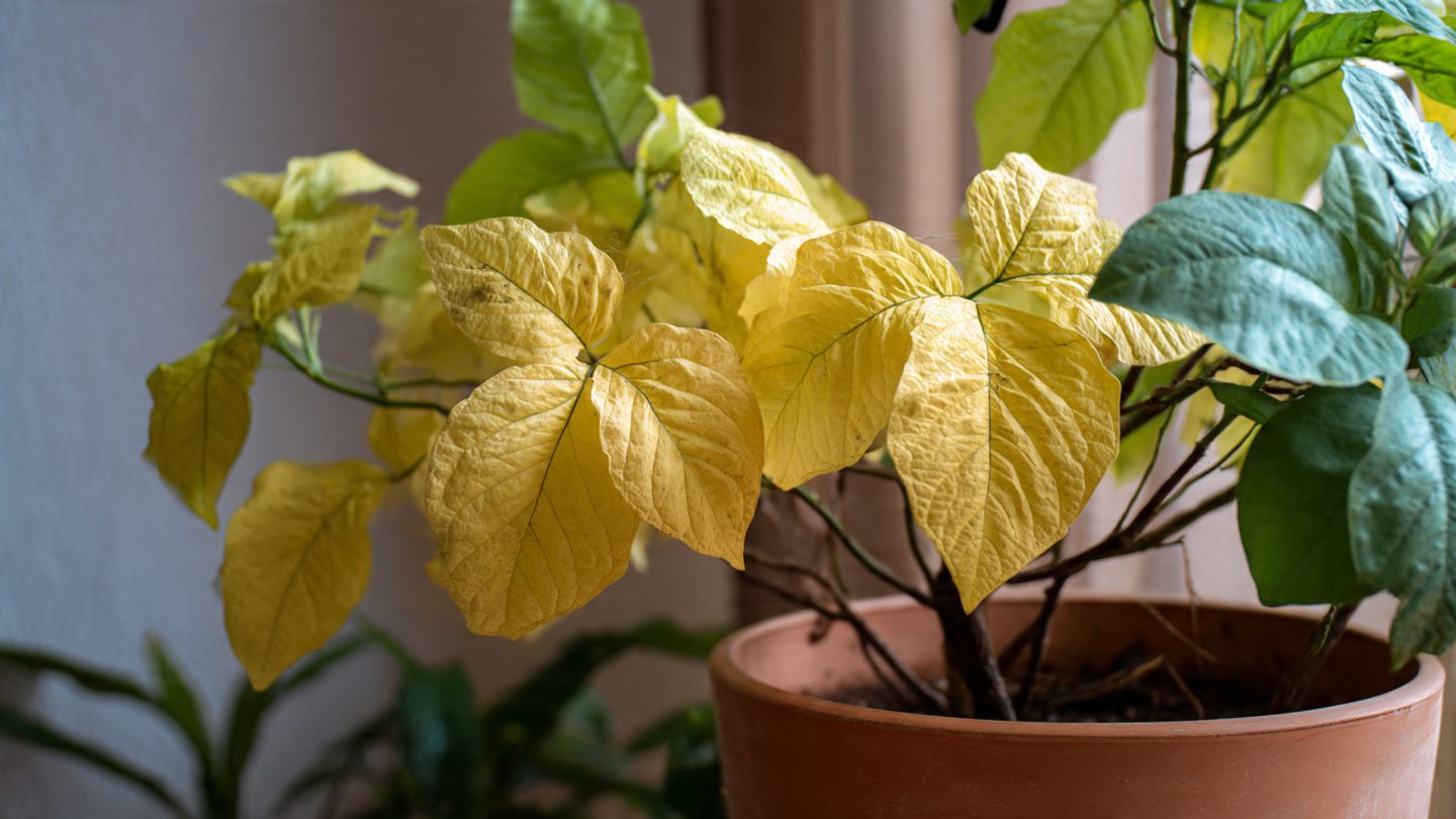 How to deal with yellow leaves on plants