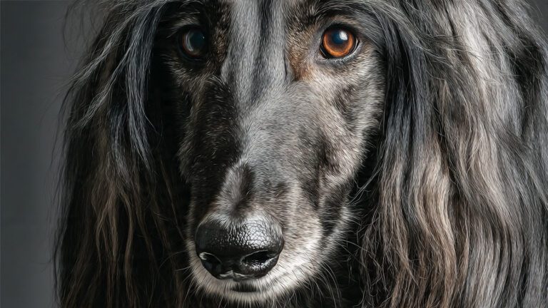Afghan Hound personality and temperament