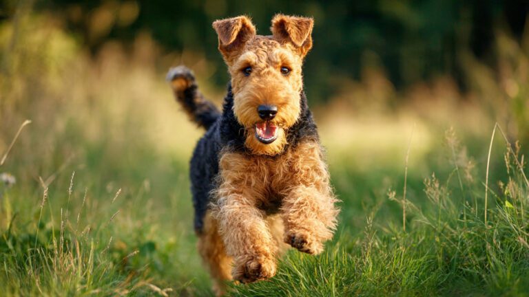 Airedale Terrier grooming and coat care